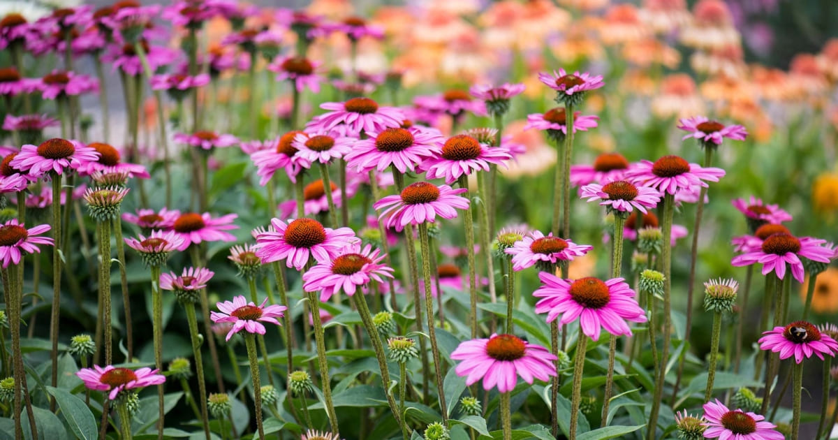 Echinacea